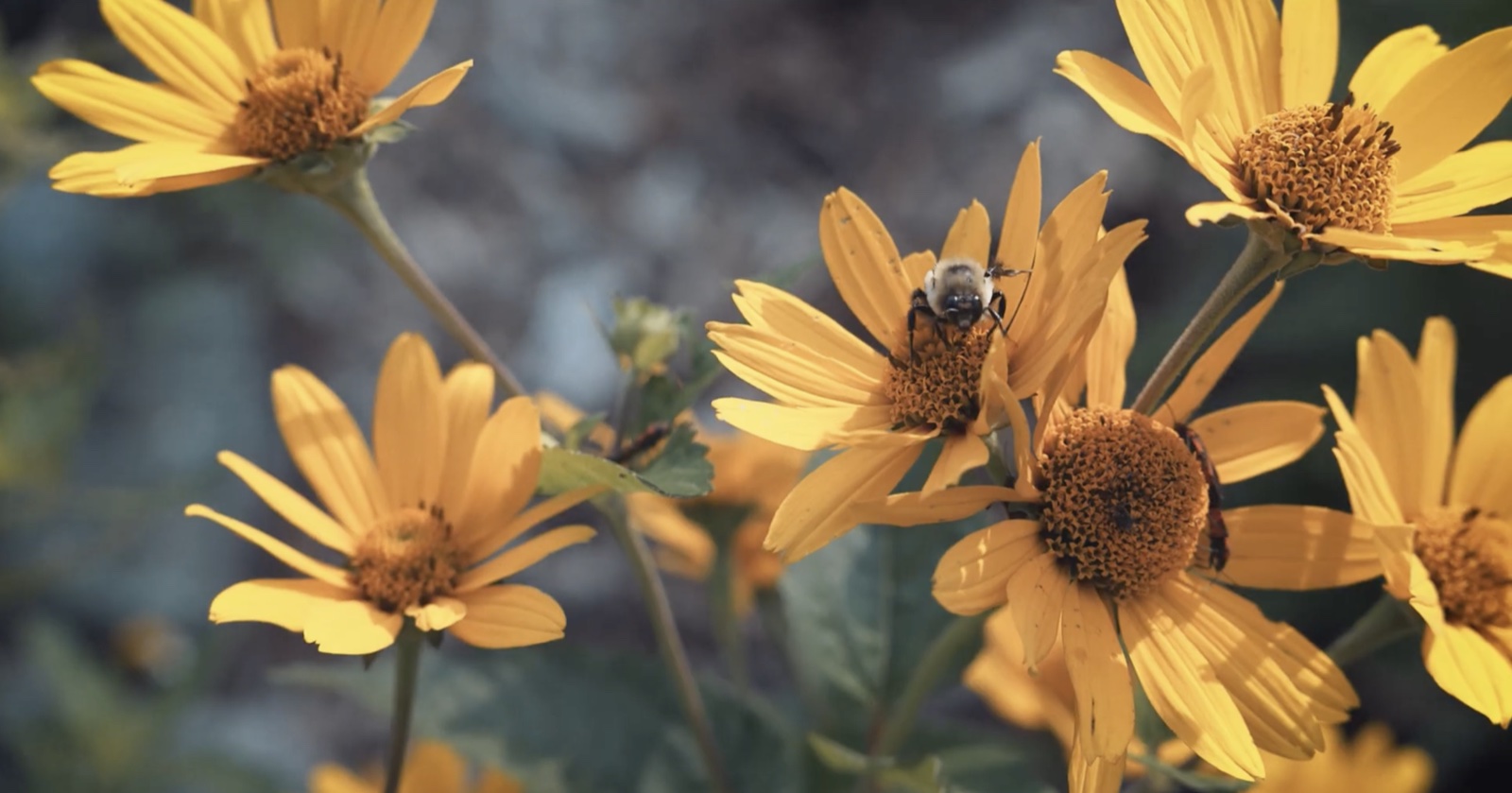 Yellow wildflowers and a bee in the AOL Trailer